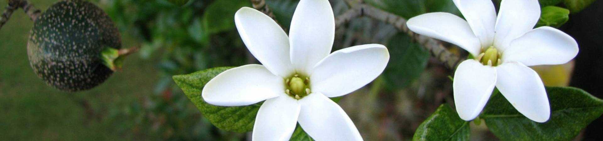 Banner gardenia