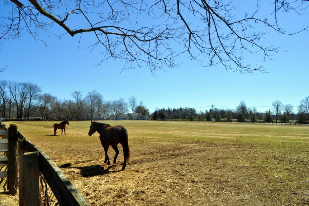 Image for Equestrian Farm on 45.6+/- Acres in the Storied Horse Country of Colts Neck, NJ-SOLD!