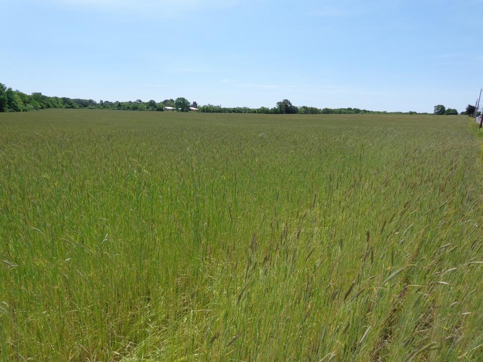 Image for 3 Farms – From 28 to 44 Acres in New Egypt NJ-SOLD!