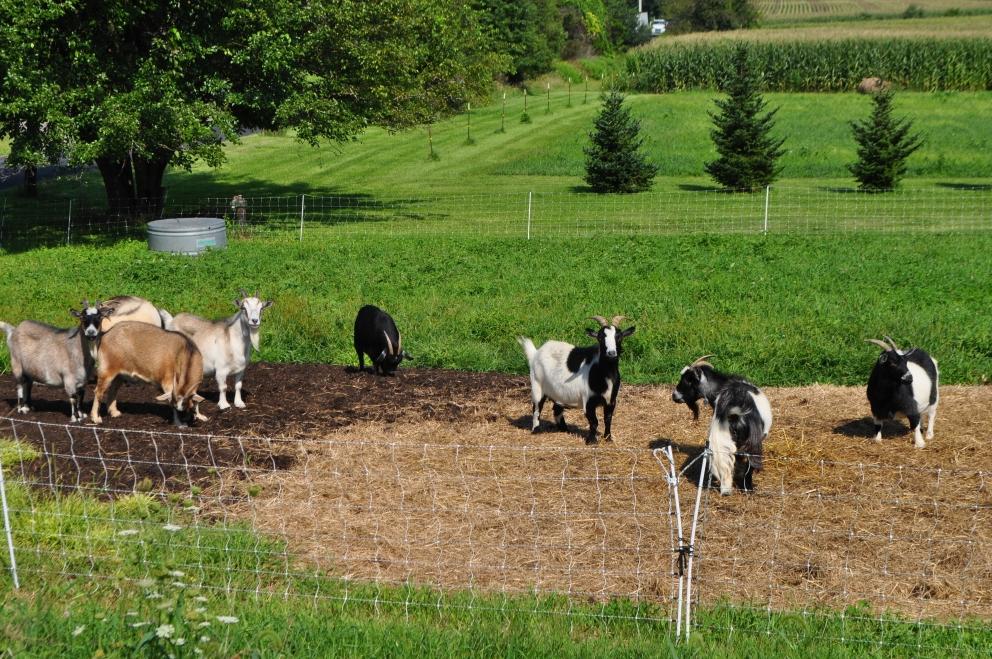 Image for 64.18+/- Acres Preserved Farm with House and Barns in Allamuchy Twp NJ-SOLD!