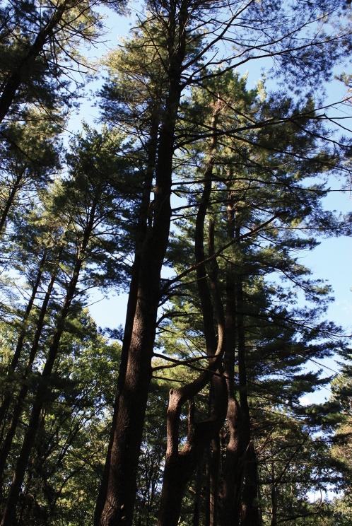 Image for 21.69+/- Secluded Acres With a Private Pond Kinnelon, NJ-SOLD!