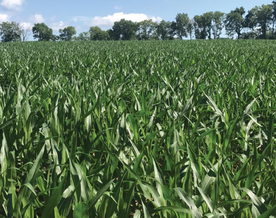 Image for Two Preserved Farms 108+/- Acres and 65+/- Acres in Harmony Twp, NJ-SOLD!