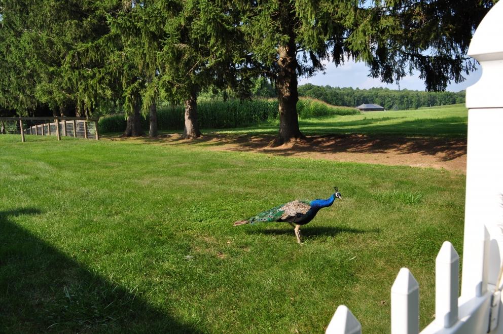 Image for 91.7+/- Acres Preserved Farmland Lebanon Twp, NJ-SOLD!