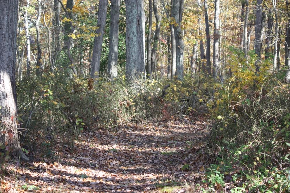 Image for Two Preserved Farms Totaling 193+/- Acres in Ocean County, NJ