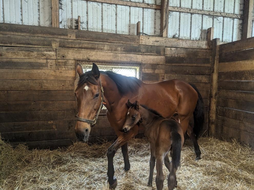 Image for 235+/- Acres Equestrian Farm in Colts Neck, NJ-SOLD!