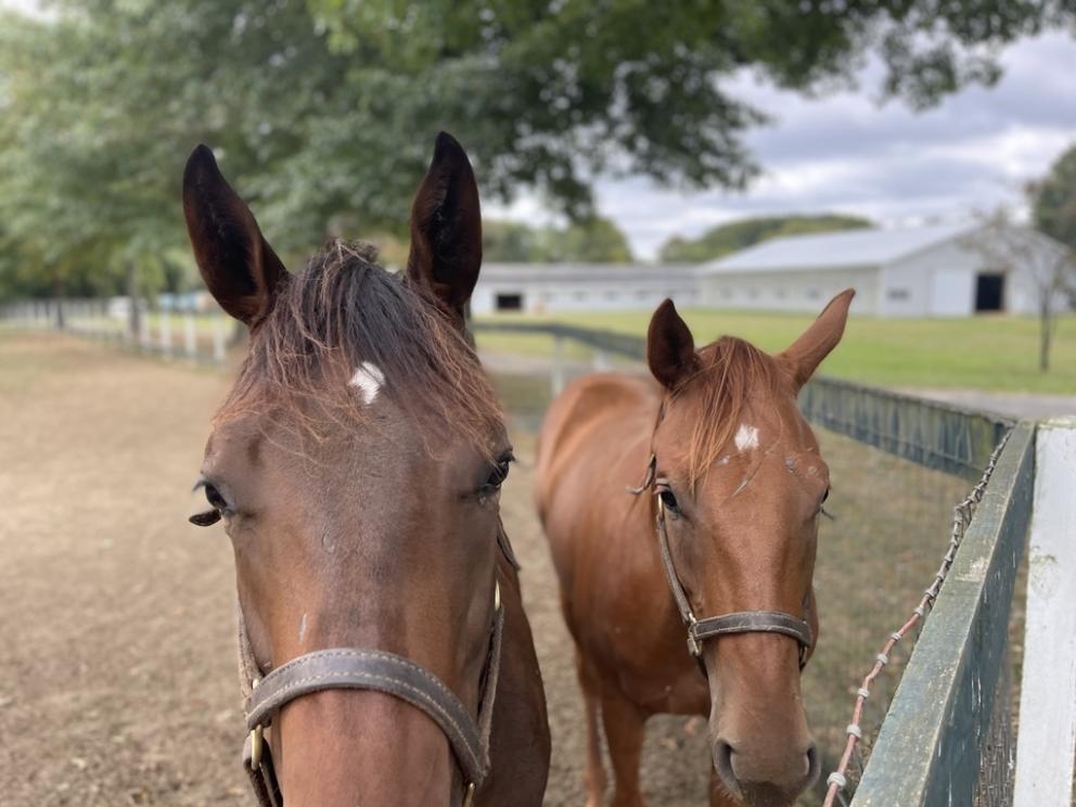 Image for 235+/- Acres Equestrian Farm in Colts Neck, NJ-SOLD!