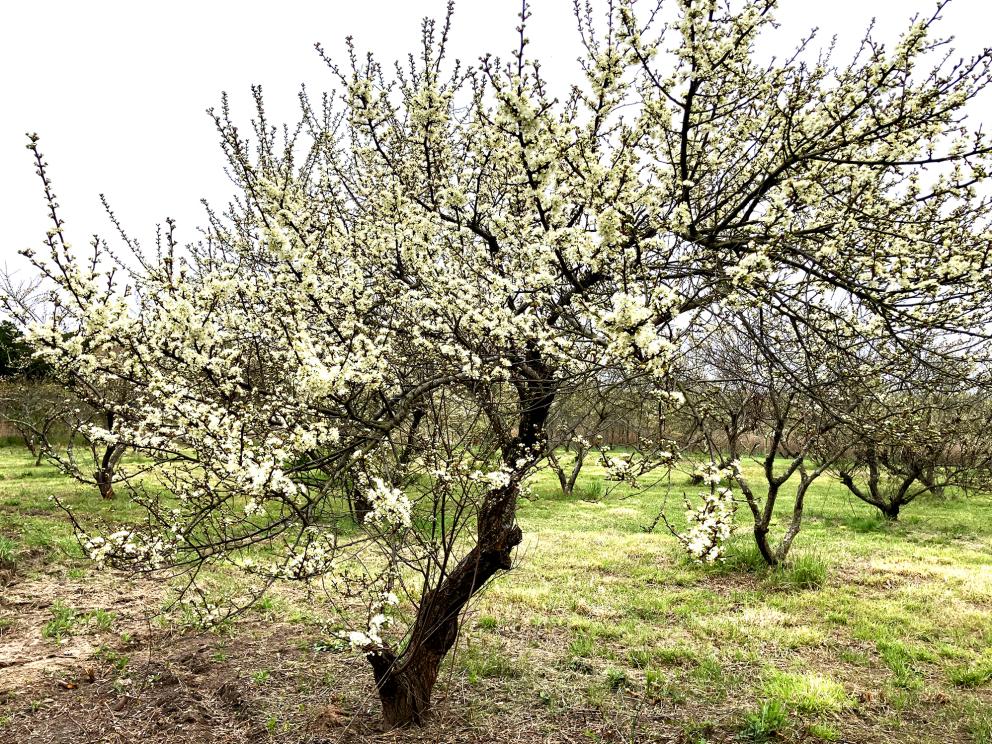 Image for Fully Operating Vineyard in Cape May Courthouse, NJ