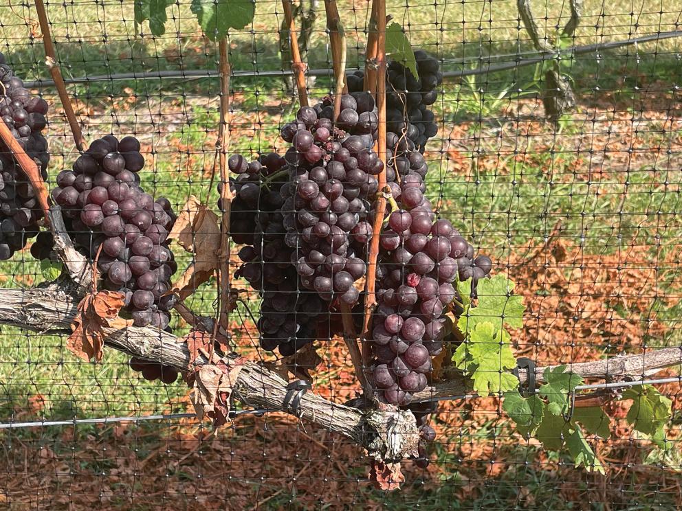 Image for Fully Operating Vineyard in Cape May Courthouse, NJ