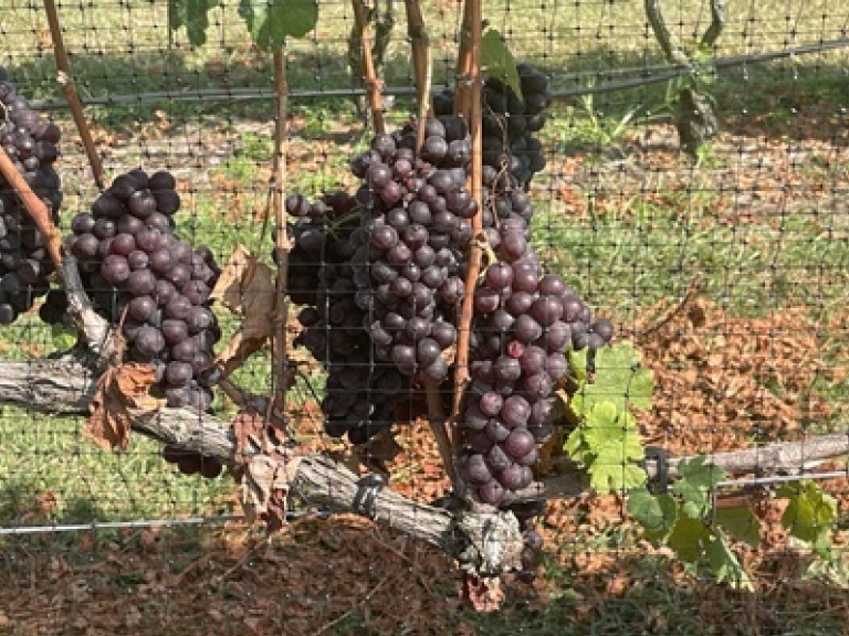 Image for Fully Operating Vineyard in Cape May Courthouse, NJ-Coming Soon!