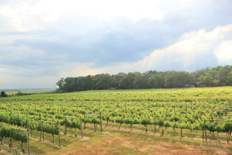 Image for Fully Operating Vineyard in Cape May Courthouse, NJ