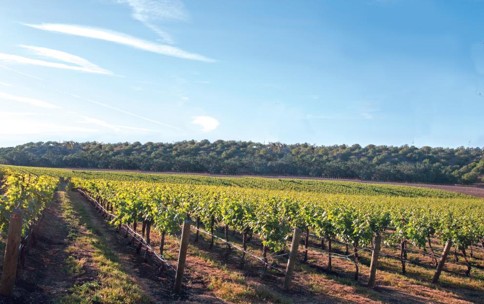 Image for Fully Operating Vineyard in Cape May Courthouse, NJ