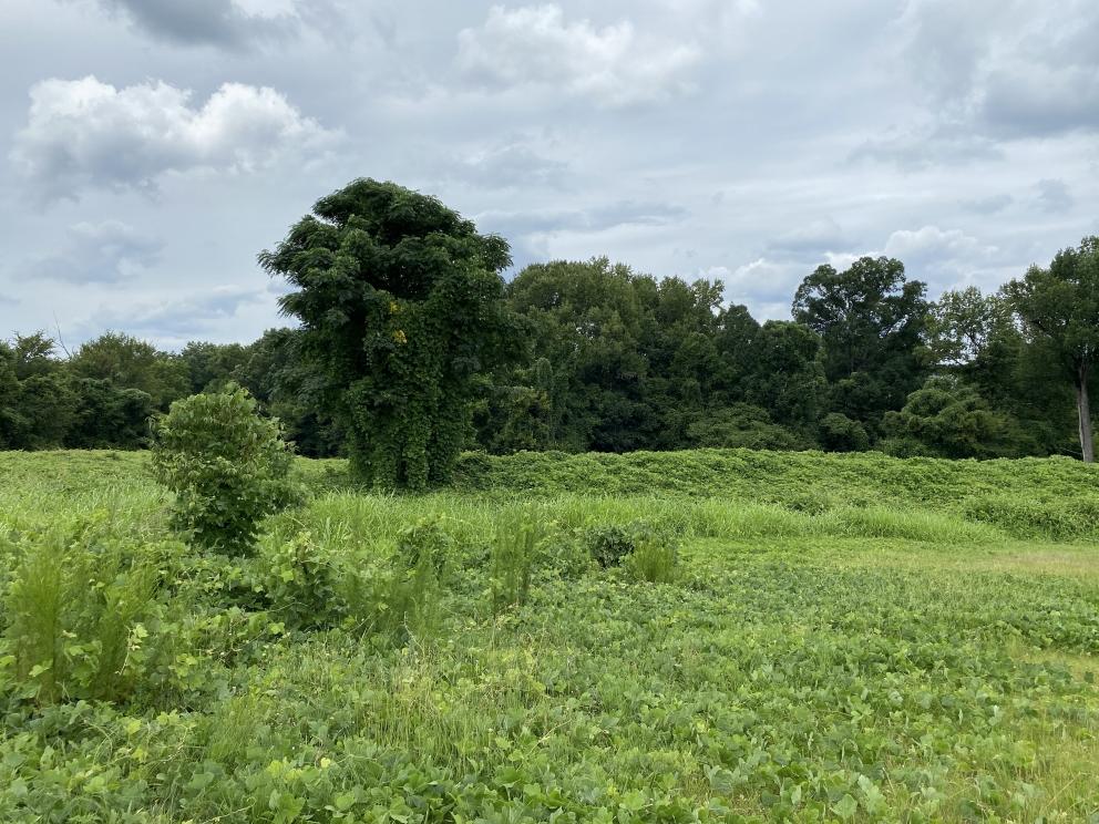 Image for NO RESERVE: Real Estate Auction - 18.25 +/- Acres