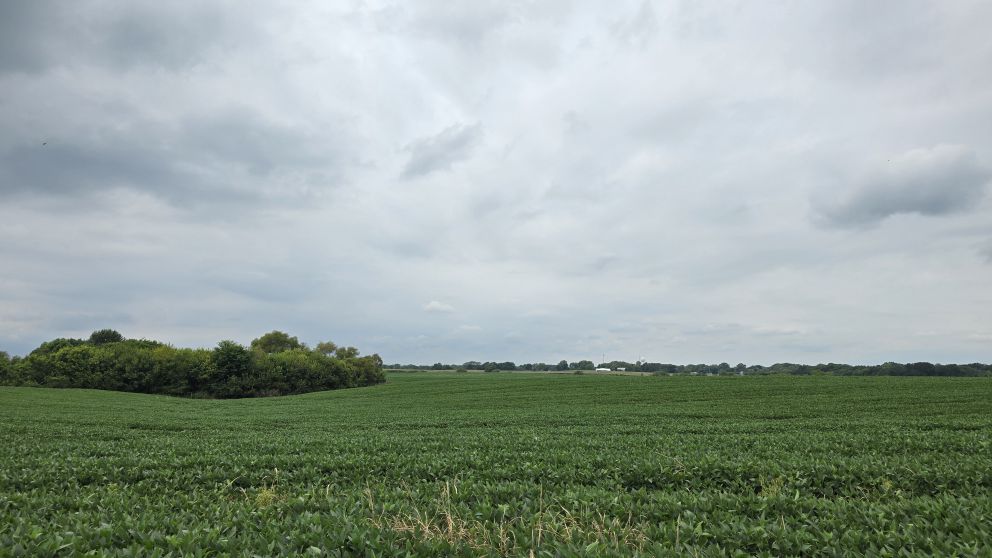 260313 why not have an auction