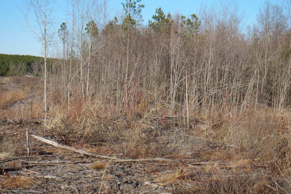 Image for 26 +/- Ac. of Raw Land in Spotsylvania County, VA Selling at or Above $25,000!! ONLINE BIDDING ONLY