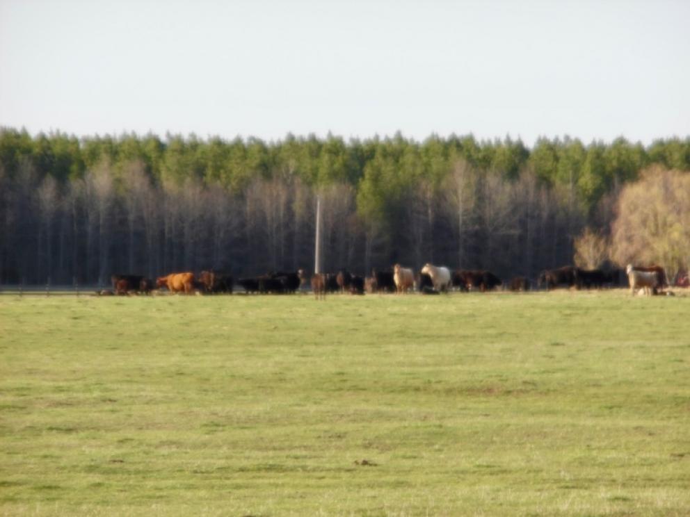 Image for 69.5 +/- Acres of Beautiful Land w/Barn, Fencing, Pond & Creek in Culpeper County, VA