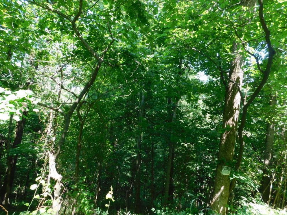 Image for 14.9 +/- Acres of Buildable Land in Madison County, VA