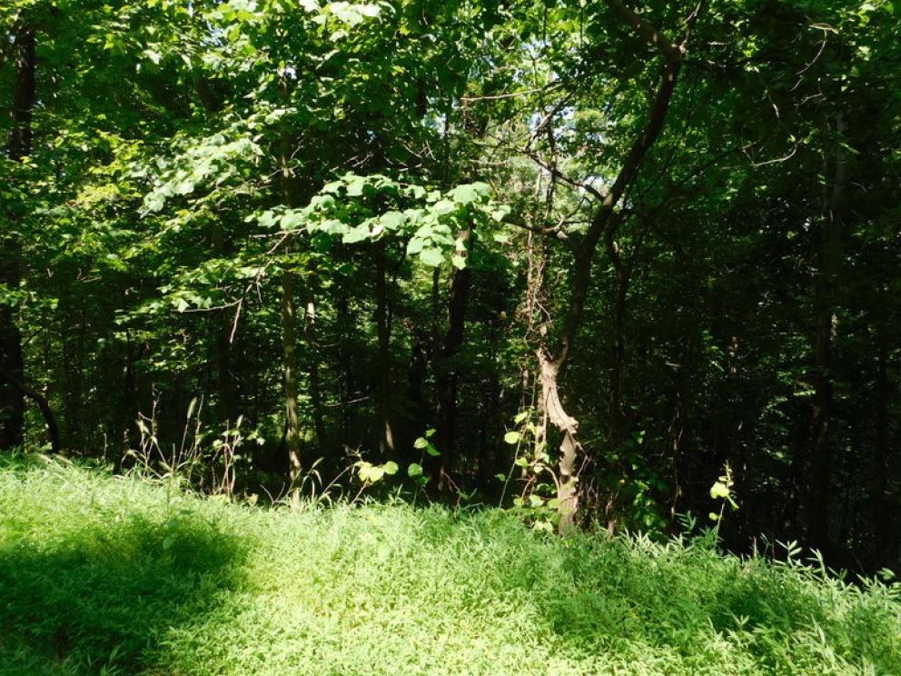 Image for 16.17 +/- Acres of Buildable Land in Madison County, VA