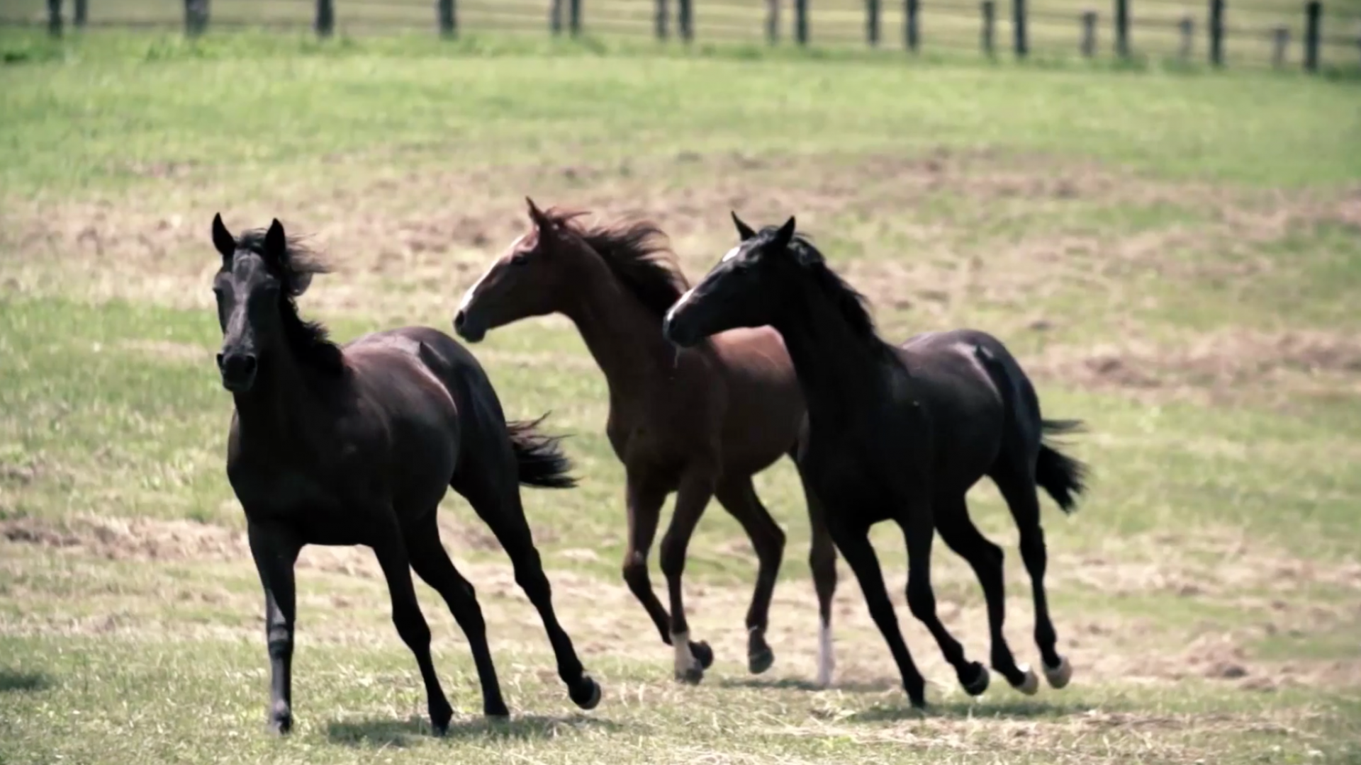 Fundraising Auctions