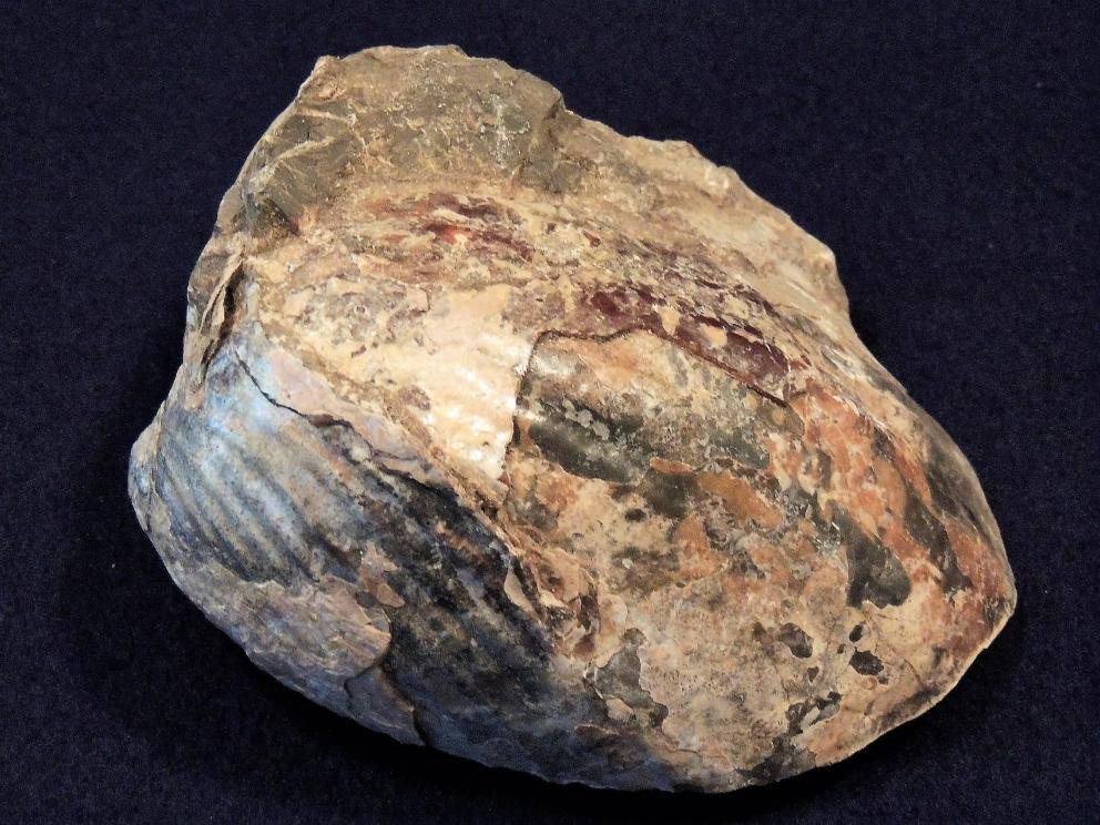 Image for Ammonite Petrified Wood Shells Fossils Crystals