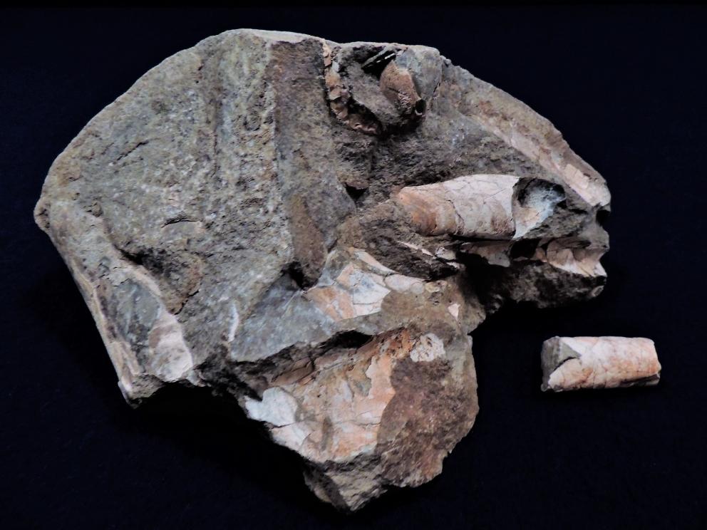 Image for Ammonite Petrified Wood Shells Fossils Crystals