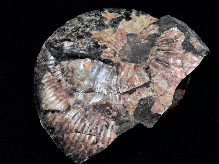 Image for Ammonite Petrified Wood Shells Fossils Crystals