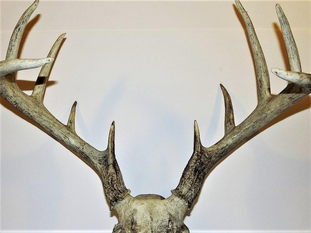 Image for Arrowheads and Antlers