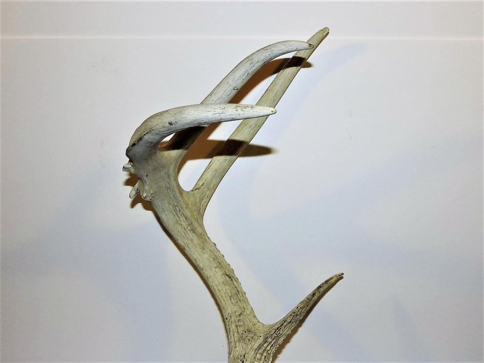 Image for Arrowheads and Antlers