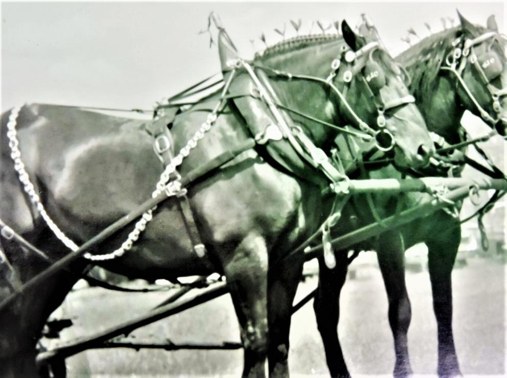 Image for Antique Heavy Horse Parade Harness