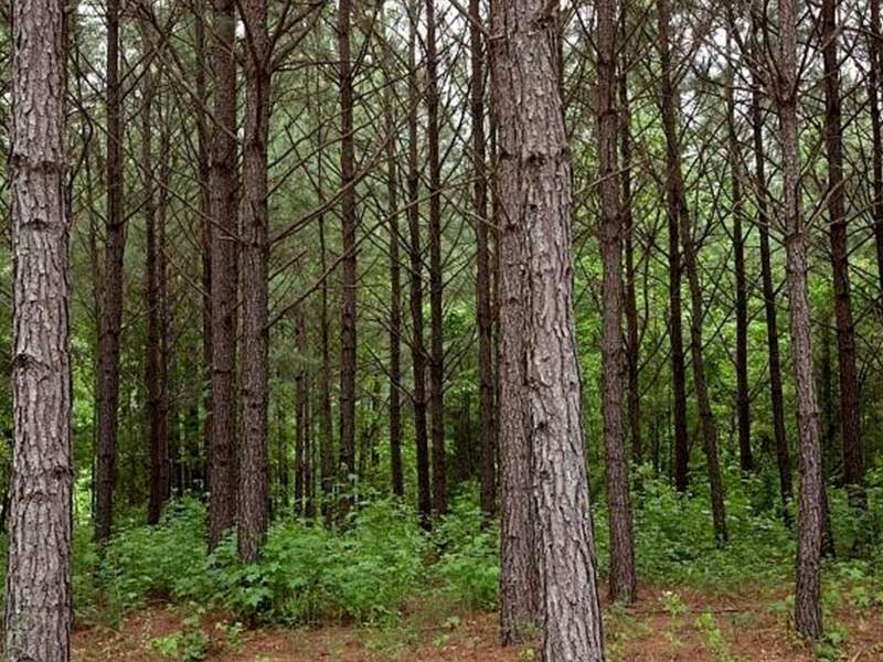 Image for 1,100 Acres in Mississippi