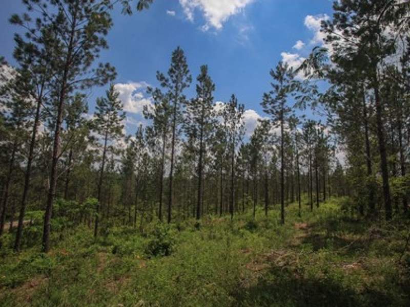 Image for Shelby County Land